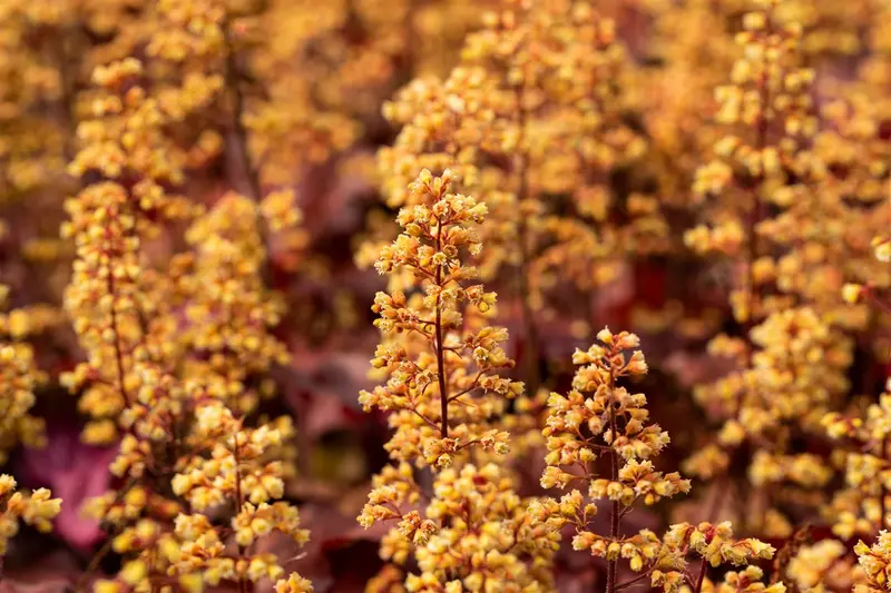 heuchera hybr. 'blondie''® P9 - afbeelding 2