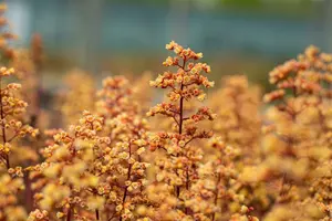 heuchera hybr. 'blondie''® P9 - afbeelding 4