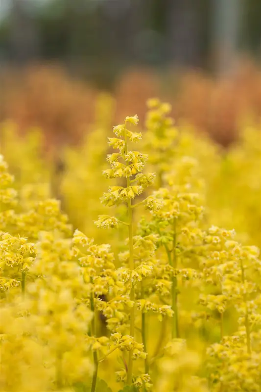 heuchera hybr. 'little cutie blondie in lime' - afbeelding 4