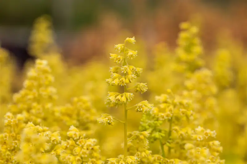 heuchera hybr. 'little cutie blondie in lime' - afbeelding 2