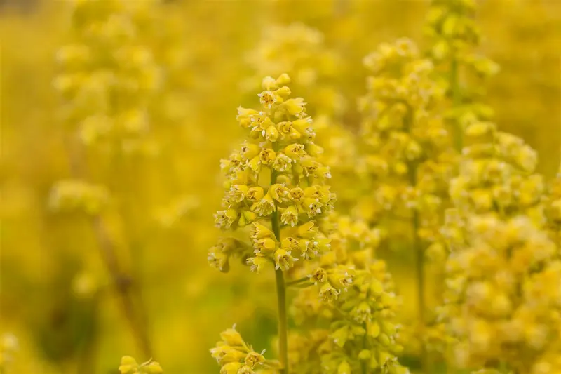 heuchera hybr. 'little cutie blondie in lime' - afbeelding 3