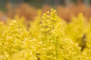 heuchera hybr. 'little cutie blondie in lime' - afbeelding 5