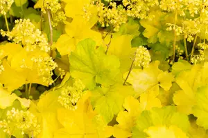 heuchera hybr. 'little cutie blondie in lime' - afbeelding 1