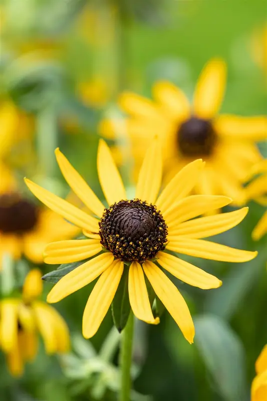 rudbeckia fulg. 'little goldstar' P11 - afbeelding 3