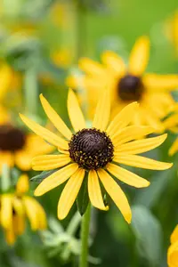 rudbeckia fulg. 'little goldstar' P9 - afbeelding 4