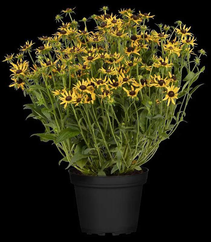 rudbeckia fulg. 'little goldstar' P11 - afbeelding 2