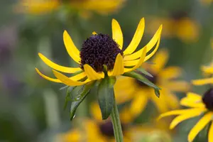 rudbeckia fulg. 'little goldstar' P11 - afbeelding 1