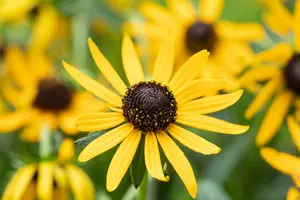 rudbeckia fulg. 'little goldstar' P11 - afbeelding 5