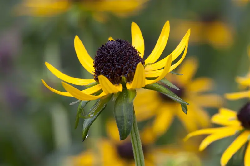 rudbeckia fulg. 'little goldstar' P9 - afbeelding 1