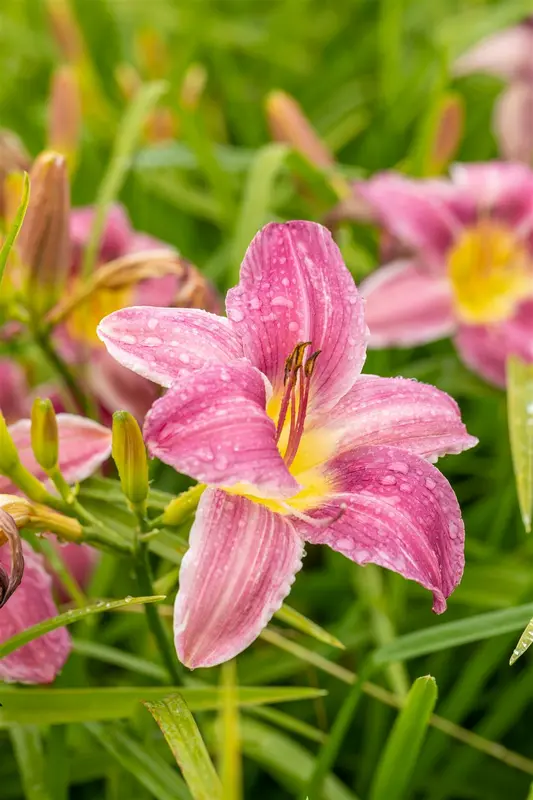 hemerocallis hybr. 'little grapette' P9