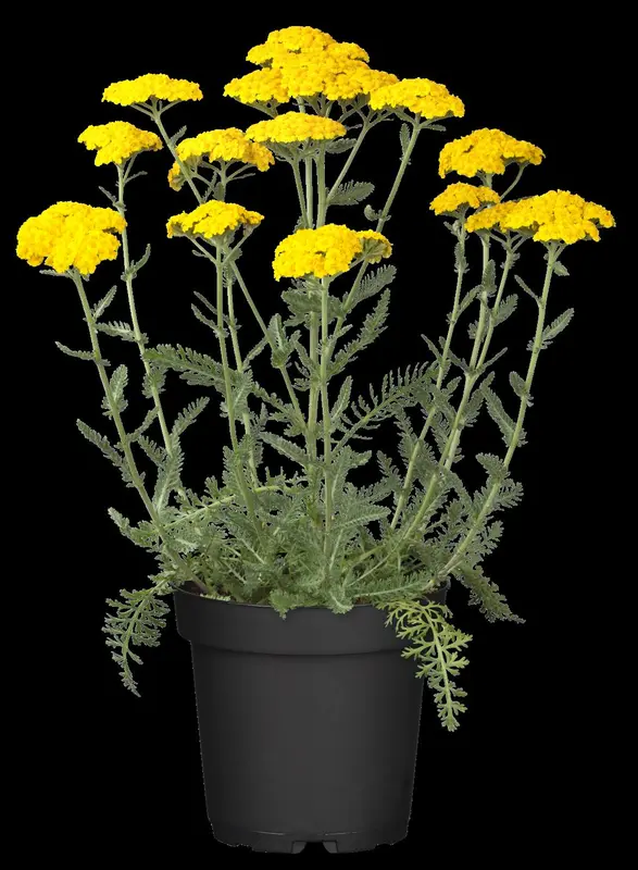 achillea hybr. 'little moonshine' P9 - afbeelding 1