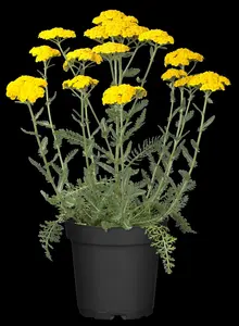 achillea hybr. 'little moonshine' P9 - afbeelding 1