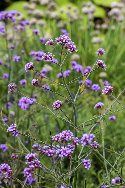 verbena bonariensis 'lollipop' P11 - afbeelding 1