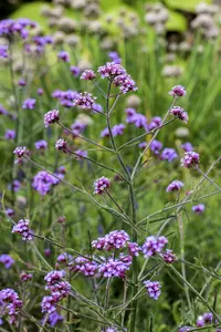 verbena bonariensis 'lollipop' P11 - afbeelding 1