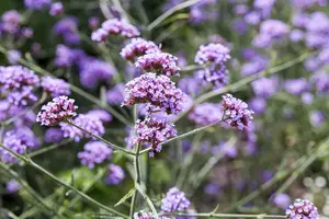 verbena bonariensis 'lollipop' P11 - afbeelding 2