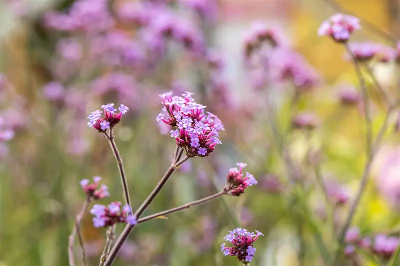 verbena bonariensis 'lollipop' P11 - afbeelding 3