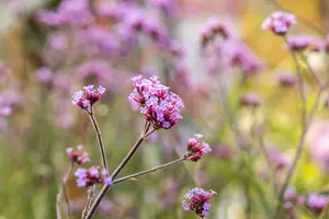 verbena bonariensis 'lollipop' P11 - afbeelding 3