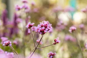 verbena bonariensis 'lollipop' P11 - afbeelding 4