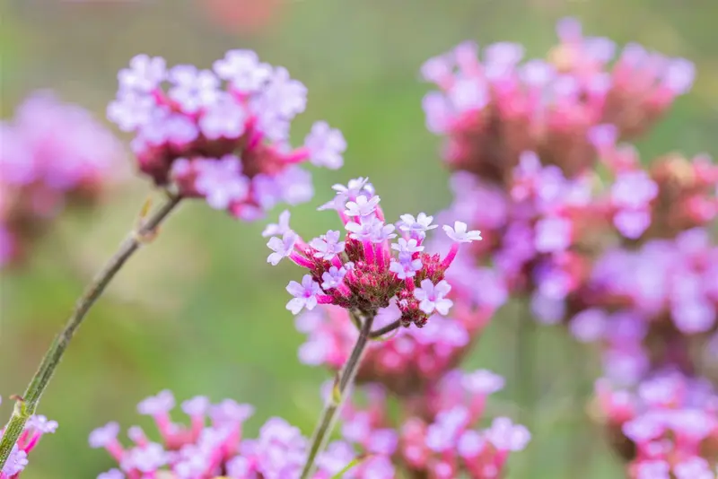 verbena bonariensis 'lollipop' P11 - afbeelding 5