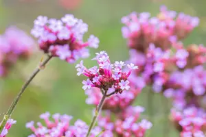 verbena bonariensis 'lollipop' P11 - afbeelding 5