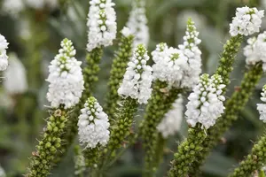 veronica longifolia P11 - afbeelding 3