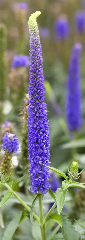 veronica longifolia P11 - afbeelding 1