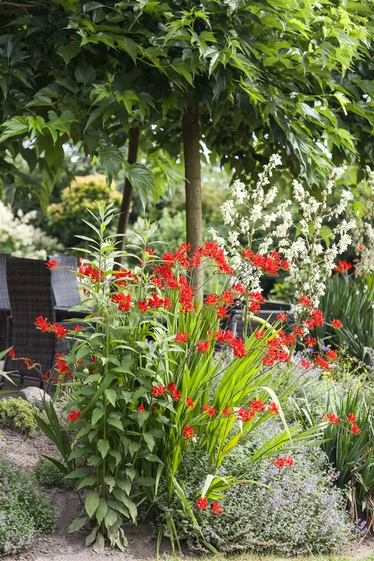 crocosmia hybr. 'lucifer' P9 - afbeelding 1