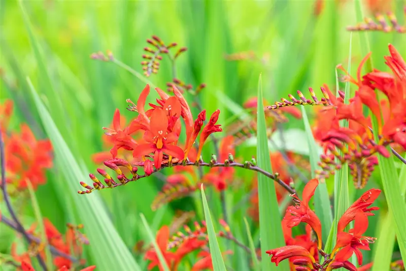 crocosmia hybr. 'lucifer' P9 - afbeelding 2