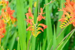 crocosmia hybr. 'lucifer' P9 - afbeelding 3