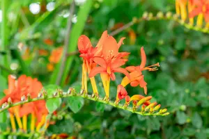 crocosmia hybr. 'lucifer' P9 - afbeelding 4