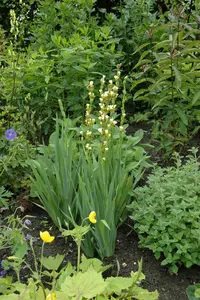 Asphodeline lutea P9