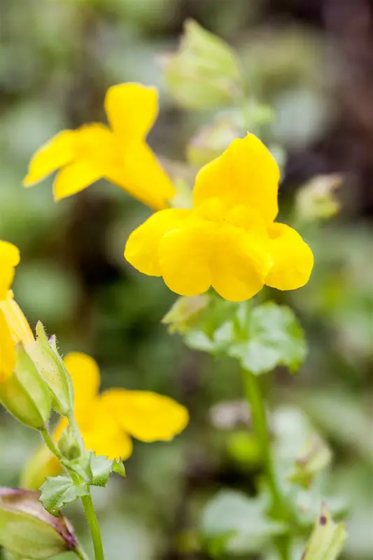 mimulus luteus P9 - afbeelding 3