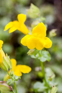 mimulus luteus P9 - afbeelding 3