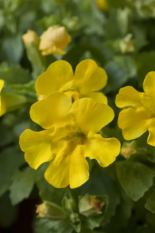 mimulus luteus P9 - afbeelding 4