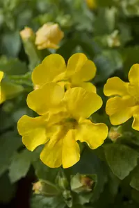 mimulus luteus P9 - afbeelding 4