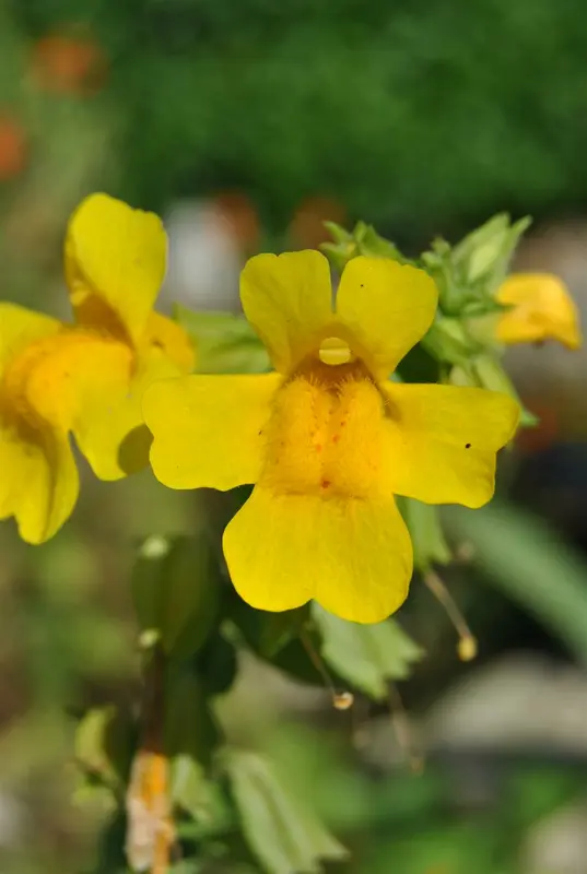 mimulus luteus P9 - afbeelding 1