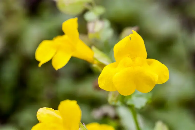 mimulus luteus P9 - afbeelding 2