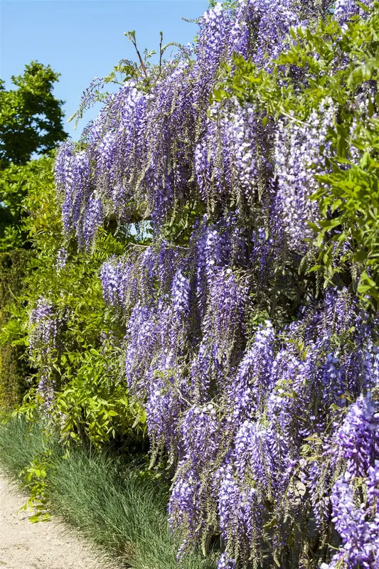 wisteria fl. 'multijuga' (macrobot./naganoda) (50- 60cm) - afbeelding 1