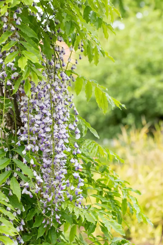 wisteria fl. 'multijuga' (macrobot./naganoda) (50- 60cm) - afbeelding 4