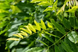 wisteria fl. 'multijuga' (macrobot./naganoda) (50- 60cm) - afbeelding 5