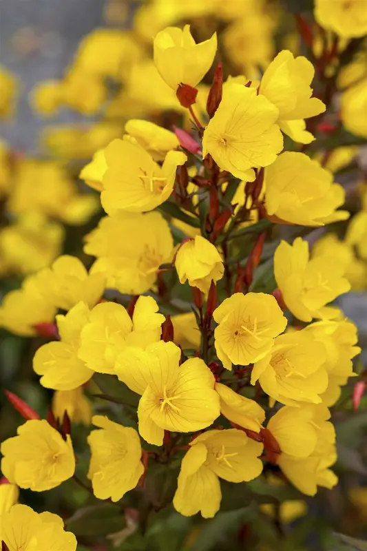 oenothera macrocarpa P10.5 - afbeelding 1