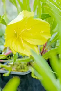 oenothera macrocarpa P10.5 - afbeelding 4