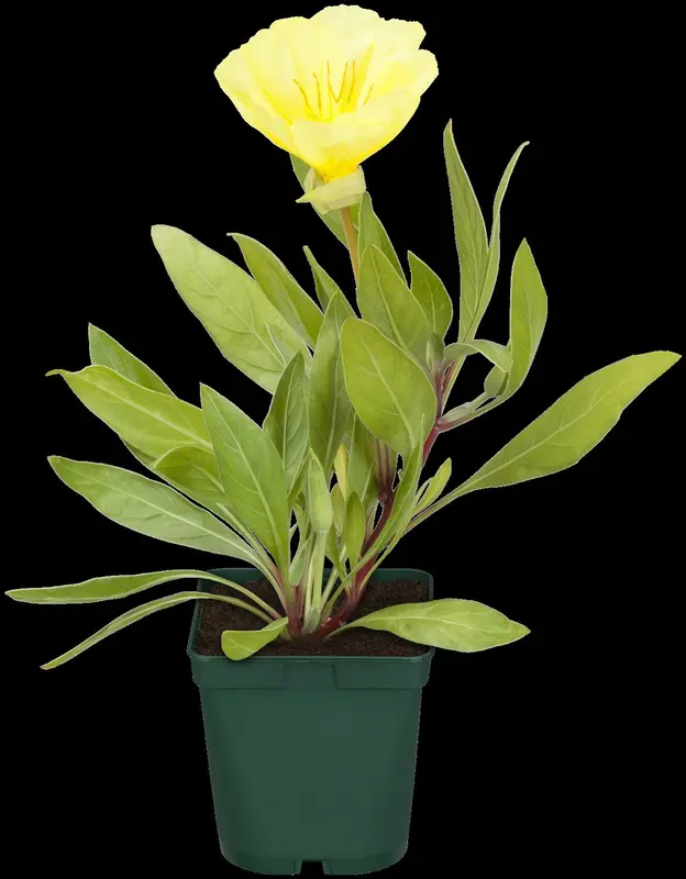 oenothera macrocarpa P10.5 - afbeelding 2