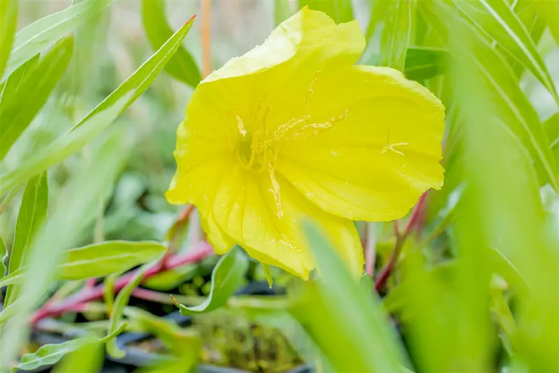 oenothera macrocarpa P10.5 - afbeelding 3