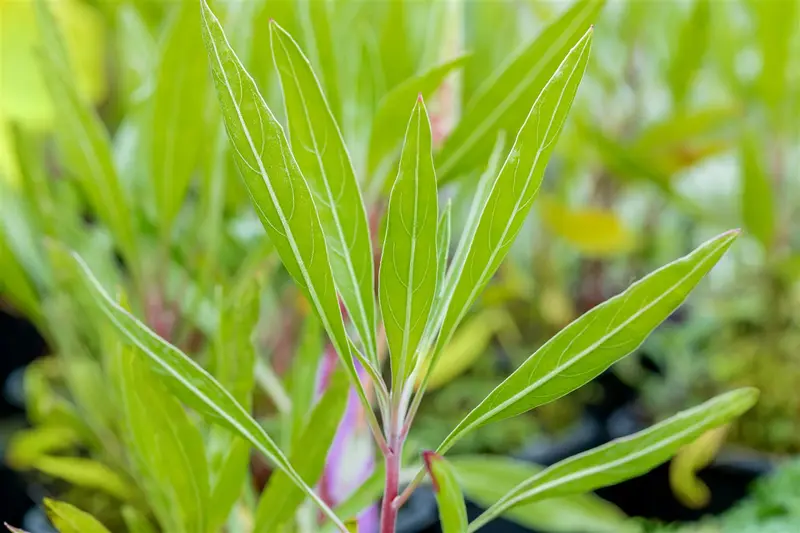 oenothera macrocarpa P10.5 - afbeelding 5