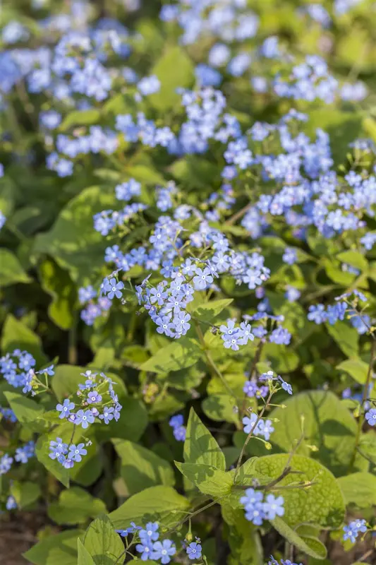 brunnera macrophylla P11 - afbeelding 1