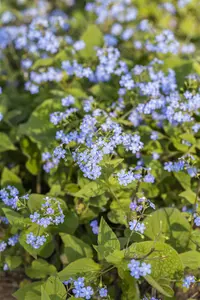 brunnera macrophylla P9 - afbeelding 1