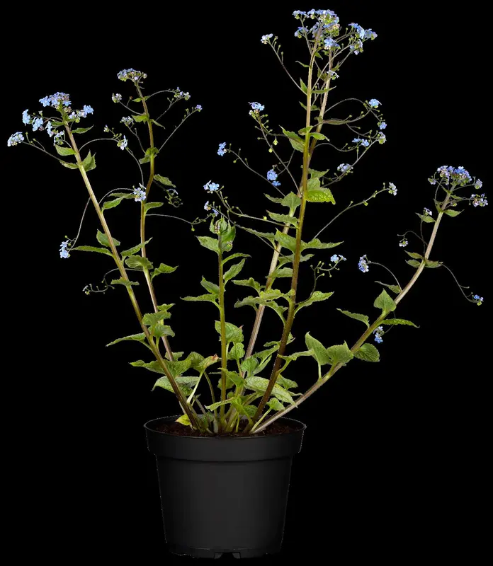 brunnera macrophylla P11 - afbeelding 2