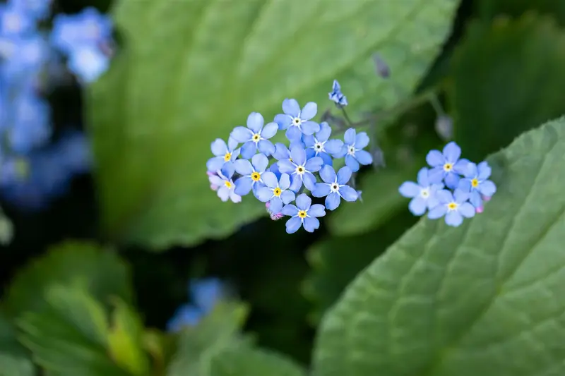 brunnera macrophylla P9 - afbeelding 5