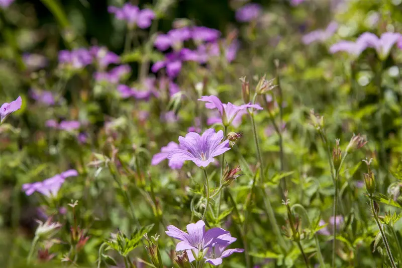 geranium macrorrhizum P10.5 - afbeelding 1